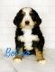 Bordoodle Puppies for sale in Black Diamond, WA 98010, USA. price: NA