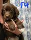 Bordoodle Puppies for sale in Belfair, WA 98528, USA. price: NA