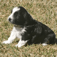 Bordoodle Puppies for sale in 12400 Miles Rd, Atascosa, TX 78002, USA. price: NA