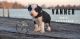 Bordoodle Puppies for sale in Elizabeth City, NC 27909, USA. price: NA
