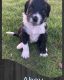 Bordoodle Puppies for sale in Pell City, AL, USA. price: $600