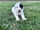 Bordoodle Puppies for sale in White Sulphur Springs, WV 24986, USA. price: $375