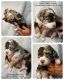 Bordoodle Puppies for sale in Excelsior Springs, MO 64024, USA. price: $1,600