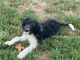 Bordoodle Puppies for sale in Middletown, PA 17057, USA. price: $650