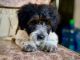Bordoodle Puppies for sale in Albany, OR 97321, USA. price: $750