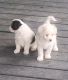 Bordoodle Puppies