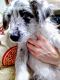 Bordoodle Puppies for sale in Albany, OR 97321, USA. price: $550