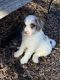 Bordoodle Puppies for sale in High Point, NC, USA. price: $800