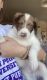Bordoodle Puppies for sale in High Point, NC, USA. price: $600