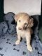 Bordoodle Puppies for sale in New Oxford, PA 17350, USA. price: $2,500