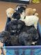 Bordoodle Puppies for sale in Baltimore County, MD, USA. price: NA