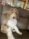 Bordoodle Puppies for sale in High Point, NC, USA. price: $500