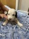 Bordoodle Puppies for sale in Boise, ID, USA. price: NA