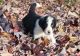 Bordoodle Puppies for sale in Hillsboro, WI 54634, USA. price: $2,500