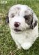 Bordoodle Puppies for sale in Batemans Bay, New South Wales. price: $2,000