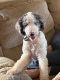 Bordoodle Puppies for sale in Franklin, Pennsylvania. price: $350