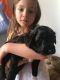 Bordoodle Puppies for sale in Pittsburgh, PA, USA. price: NA