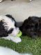 Bordoodle Puppies for sale in Vernal, UT 84078, USA. price: $500
