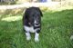 Bordoodle Puppies for sale in West Valley City, UT, USA. price: NA