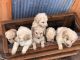 Bordoodle Puppies for sale in Monticello, UT 84535, USA. price: NA