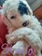 Bordoodle Puppies for sale in Olathe, CO 81425, USA. price: NA