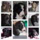 Bordoodle Puppies for sale in Cabool, MO 65689, USA. price: NA