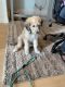 Bordoodle Puppies for sale in Seattle, WA, USA. price: NA