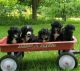 Bordoodle Puppies for sale in Monett, MO, USA. price: NA