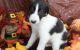 Borzoi Puppies for sale in Los Angeles, CA, USA. price: NA