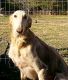 Borzoi Puppies for sale in Farnham, VA 22460, USA. price: $350