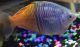 Bosemani Rainbow Fishes