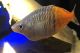 Bosemani Rainbow Fishes for sale in Holland, MI 49423, USA. price: NA