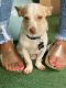 Bospin Puppies for sale in Palm Bay, FL, USA. price: $350