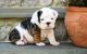 Bospin Puppies for sale in Burbank, CA, USA. price: $120