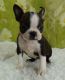 Bospin Puppies for sale in Harrisburg, PA, USA. price: $400
