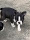 Boston Terrier Puppies for sale in Leggett, NC 27886, USA. price: NA
