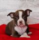 Boston Terrier Puppies for sale in Las Vegas, NV 89128, USA. price: $639