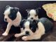 Boston Terrier Puppies for sale in Michigan Ave, West Bloomfield Township, MI 48324, USA. price: $480