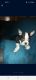 Boston Terrier Puppies for sale in Las Vegas, NV, USA. price: $1,800