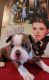 Boston Terrier Puppies for sale in Corryton, TN 37721, USA. price: $1,300