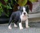 Boston Terrier Puppies for sale in Beulah, CO 81023, USA. price: $669