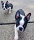 Boston Terrier Puppies for sale in Warren, MI, USA. price: $1,200