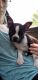 Boston Terrier Puppies for sale in Hudson, NH 03051, USA. price: $1,500