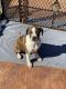 Boston Terrier Puppies for sale in Murrieta, CA, USA. price: $600