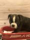 Boston Terrier Puppies for sale in Cohutta, GA 30710, USA. price: NA