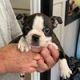 Boston Terrier Puppies for sale in Milford, PA 18337, USA. price: $625