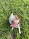Boston Terrier Puppies for sale in Deltona, FL, USA. price: $700