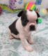 Boston Terrier Puppies for sale in Olympia, WA, USA. price: $500