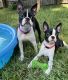 Boston Terrier Puppies for sale in Palm Coast, FL, USA. price: $2,250