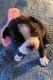 Boston Terrier Puppies for sale in Corryton, TN 37721, USA. price: $1,200